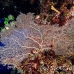 seafan_arch_h_0705_png1418.jpg